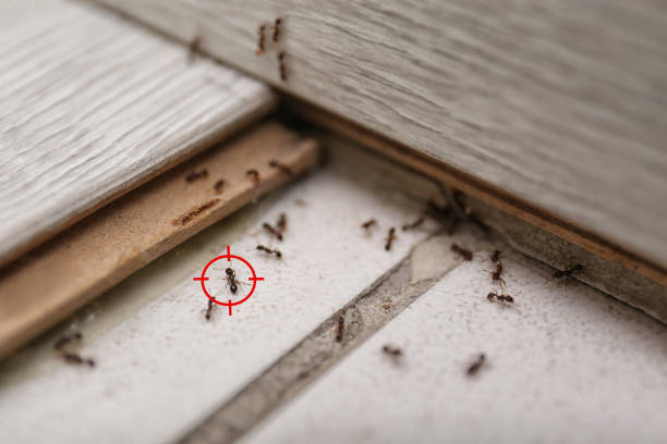 Best Spider Control Near Me  in North Bethesda, MD