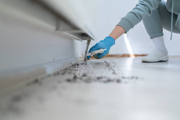 Best Flea Control Services  in North Bethesda, MD